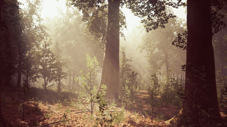 Sunlight filters through the trees, creating a mystical atmosphere in the forest. The warm glow highlights the greenery and adds a serene touch to the peaceful morning scene.の写真素材