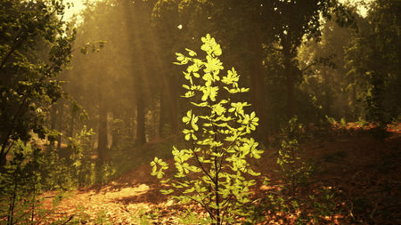 Soft sunlight filters through trees, illuminating fresh green leaves in a serene forest setting. The...