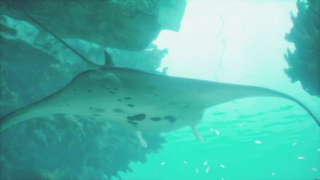 A graceful manta ray swims effortlessly beneath the surface of turquoise waters, surrounded by...