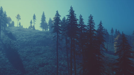 Soft blue light filters through tall pine trees in a serene forest. The mist surrounds the landscape, creating a peaceful atmosphere and inviting exploration in the early morning.の写真素材
