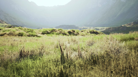 A serene view of a lush valley filled with tall grasses and wildflowers, illuminated by warm sunlight that filters through the misty mountain peaks in the background.の写真素材