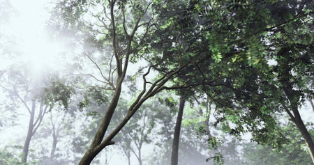 Sunlight breaks through the thick canopy of a misty forest, illuminating lush green leaves and creating a tranquil atmosphere. Tall trees tower over the dense undergrowth below.の写真素材