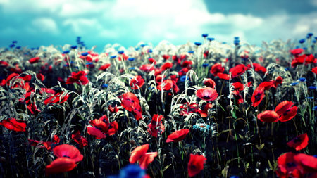 A lush field filled with bright red poppies and delicate blue flowers stretches towards the horizon, creating a mesmerizing contrast against the cloudy sky in the background.の写真素材