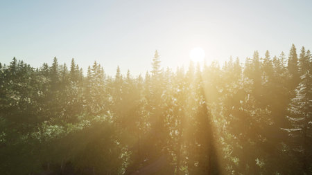 Golden rays of sunlight pierce through tall trees, casting a warm glow over the peaceful forest. The tranquility of dawn envelops the lush greenery, inviting serenity and reflection.の写真素材