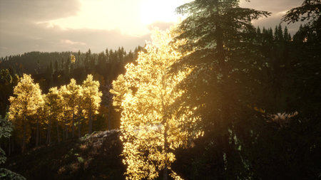 Golden leaves glimmer as sunlight filters through tall trees in a serene forest. The warm glow creates a magical atmosphere, inviting exploration and quiet reflection in nature.の写真素材