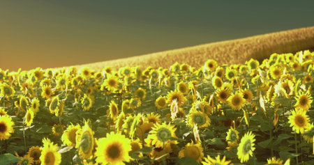 Sunflowers bloom brightly in a vast field, reaching towards the sunset. The horizon glows with warm colors, creating a serene and picturesque countryside landscape.の写真素材