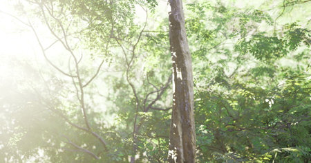 Sunlight gently streams through a dense canopy of leaves in a tranquil forest, illuminating the...