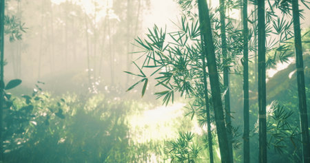 In early morning light, a tranquil bamboo forest reveals its beauty as mist gracefully drifts among towering stalks, creating an enchanting atmosphere of peace and wonder.の写真素材
