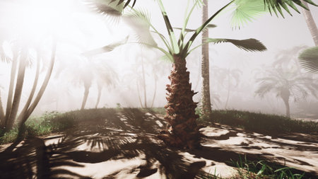 Sunlight pierces through a hazy morning fog, illuminating lush palm trees in a tranquil tropical setting. Shadows dance on the sandy ground, creating a serene atmosphere.の写真素材