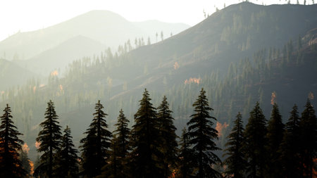 Tall evergreen trees rise in front of rugged mountains bathed in soft haze. The warm light of sunset filters through, creating a tranquil and serene atmosphere in nature.の写真素材