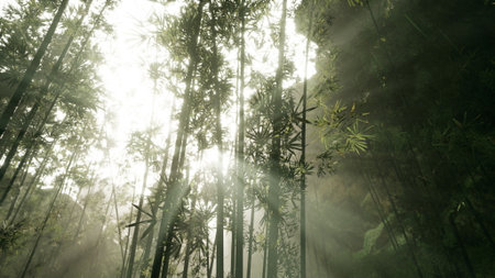 Soft rays of sunlight penetrate the tall bamboo stalks, illuminating a tranquil forest scene filled with greenery and calm. The atmosphere is peaceful and enchanting.の写真素材