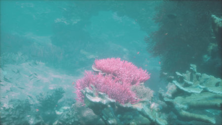 Colorful coral formations thrive beneath sparkling ocean waters. Tiny fish dart around the vivid pink corals, creating a peaceful underwater scene filled with life and charm.の写真素材