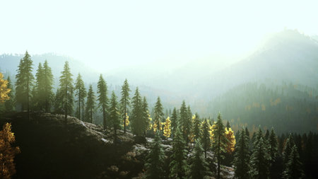 Bright sunlight gently illuminates a lush forest filled with tall evergreen trees. Misty mountains create a serene backdrop, enhancing the tranquil atmosphere of the scene.の写真素材