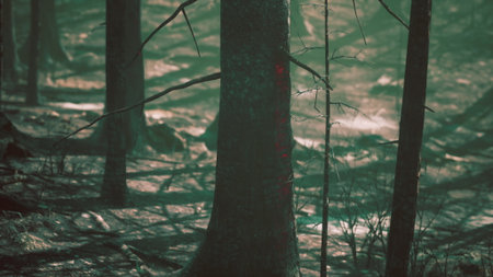 Shadows dance among ancient trees in a quiet forest at twilight. Soft light illuminates the ground, revealing the beauty and mystery of nature in this serene moment.の写真素材
