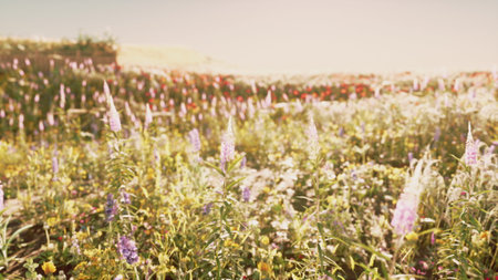 Wildflowers of various colors create a stunning landscape in a sunlit field. The gentle breeze sways the delicate blossoms, filling the air with a sweet fragrance. Nature thrives here.の写真素材
