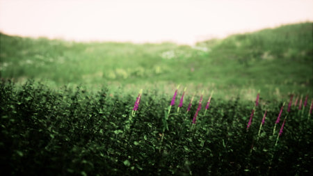 Against a backdrop of rolling green hills, wildflowers stand tall, creating a striking contrast during the golden hour. Natures beauty unfolds in peaceful tranquility.の写真素材