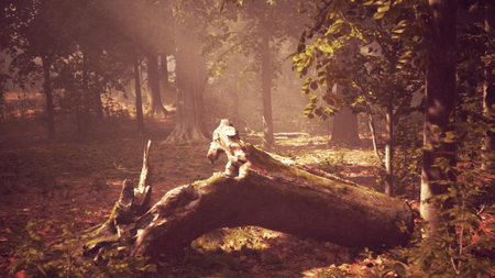 A serene forest setting features a large fallen tree covered in moss. Dappled sunlight filters through tall trees, creating a mystical atmosphere in the early morning.の写真素材