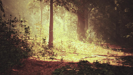 Warm sunlight spills through the tall trees, creating a magical glow in a tranquil forest. Soft shadows dance on the forest floor, capturing a peaceful moment in natures embrace.の写真素材