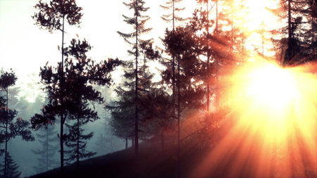 In a serene forest setting, golden sunlight pours through the tall trees as the day fades. The gentle glow creates a magical atmosphere, highlighting the beauty of nature.の写真素材