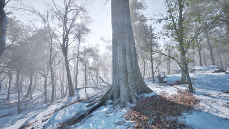 A grand tree stands tall in a snowy forest, its roots exposed. Gentle flakes fall amidst fog, creating a serene winter atmosphere, as light filters through the frosted branches.の写真素材