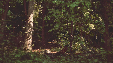 A peaceful forest setting showcases vibrant greenery and soft sunlight filtering through the leaves. The ground is rich with foliage, creating a tranquil natural atmosphere.の写真素材
