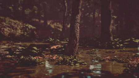 Shadows dance among tall trees as twilight settles over a tranquil forest. The ground is alive with green plants, and water reflects soft hues of dusk, creating a peaceful atmosphere.の写真素材