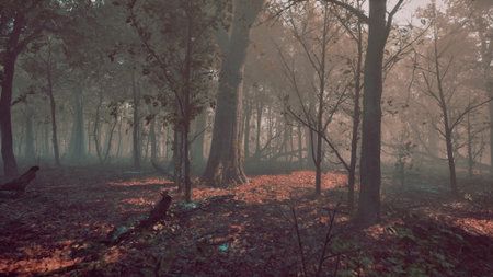 Sunlight filters through tall trees, illuminating a misty pathway in an enchanting forest. Fallen leaves carpet the ground, creating a serene atmosphere perfect for wanderers.の写真素材