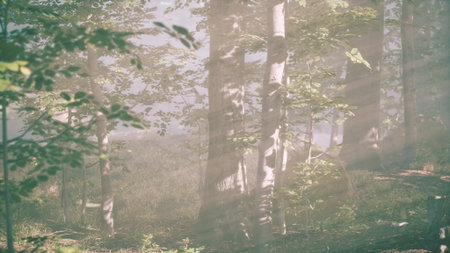 Golden rays of sunlight break through the leaves, illuminating a tranquil forest at dawn. The soft mist adds a magical touch to this peaceful natural scene, inviting calm and reflection.の写真素材