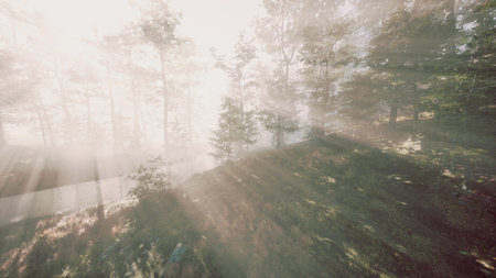 Golden rays of sunlight shine through a dense forest, casting a magical glow on the mist covered ground. Tall trees create a peaceful backdrop, evoking tranquility and wonder.の写真素材
