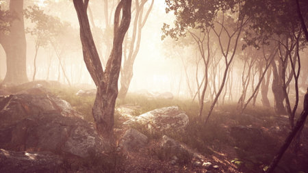 This serene forest scene features tall trees shrouded in gentle mist, moss covered rocks scattered across the ground, and soft sunlight peeking through the foliage at dawn.の写真素材