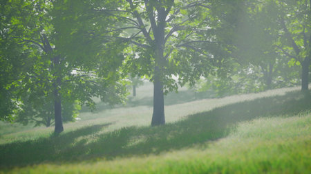 Sunlight filters through vibrant green leaves, illuminating a peaceful meadow. Gentle breezes move the grass, creating a tranquil atmosphere in this beautiful natural setting.の写真素材