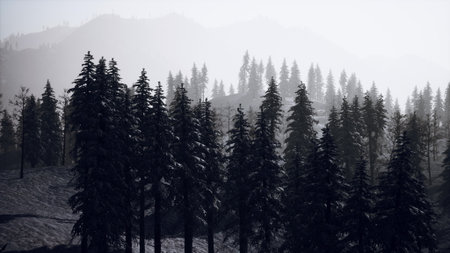 In a serene winter scene, tall pine trees loom in silhouette against a misty backdrop of mountains. The tranquil atmosphere captures the beauty of a crisp morning in nature.の写真素材