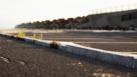 In a tranquil coastal scene, a deserted parking area is overtaken by small green plants. The warm evening light casts a gentle glow on the cracked asphalt, highlighting natures resilience.の写真素材