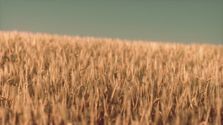 A lush field of golden wheat sways gently in the warm breeze under a bright blue sky. The sun sets, casting a warm glow over the landscape, creating a peaceful scene of natures beauty.の写真素材