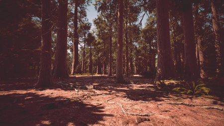 Tall trees stretch towards a bright sky, their shadows playing on the forest floor. A peaceful atmosphere surrounds this lush woodland, inviting exploration and tranquility.の写真素材