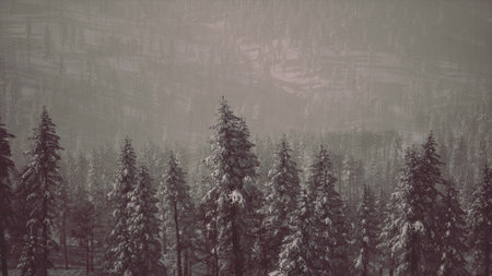 Tall evergreen trees blanket the forest in snow, creating a peaceful winter scene. A soft fog envelops the landscape, enhancing the serene atmosphere of the remote area.の写真素材