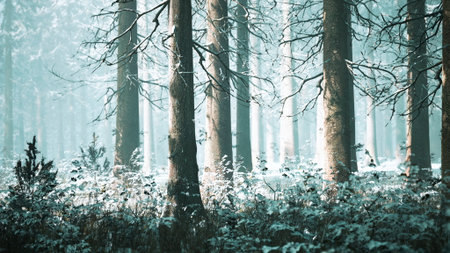 Tall trees create a tranquil atmosphere in a misty forest. Soft snow blankets the ground, highlighting the beauty of nature during a peaceful morning scene.の写真素材