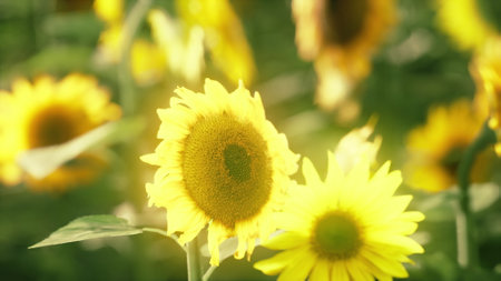 Golden sunflowers sway gently under the warm sun, creating a vibrant landscape. Their cheerful faces reach towards the sky, symbolizing joy and beauty in natureâs embrace.の写真素材