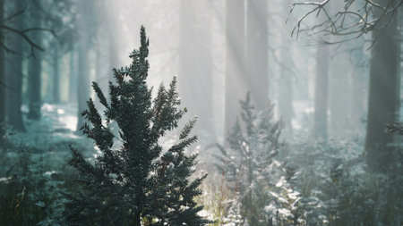 Evergreen trees stand majestically in a serene winter forest, illuminated by soft rays of sunlight breaking through the fog, creating a peaceful and magical atmosphere.の写真素材