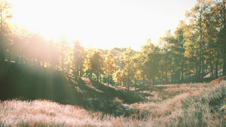 Sunlight pours down through golden foliage in a peaceful valley. Soft grass and vibrant trees create a serene atmosphere, inviting quiet reflection in natures embrace.の写真素材