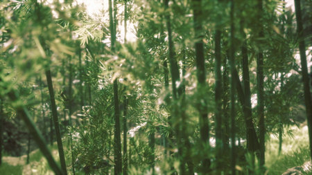Tall bamboo stalks sway gently in the breeze under soft sunlight. This tranquil forest invites reflection and peace amid vibrant green foliage.の写真素材