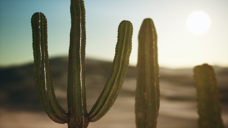 Tall cacti rise majestically against a backdrop of soft desert sand, illuminated by the golden rays of the sun. A tranquil scene evoking the beauty of nature and solitude.の写真素材