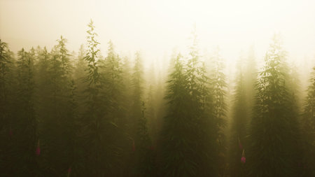 In the early morning light, a thick mist blankets tall trees, creating a mystical atmosphere. Soft sun rays pierce through the fog, enhancing the tranquil beauty of the forest.の写真素材