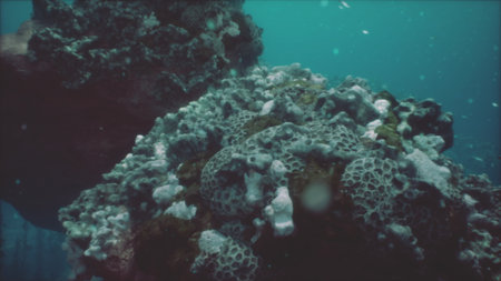 Beneath the surface, colorful coral formations create a lively habitat, while tiny fish dart among...