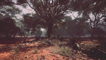 Lush greenery fills the forest while sunlight dances through the leaves. The earthy ground is scattered with rocks, creating a peaceful and serene environment in nature.の写真素材