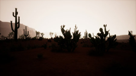 Sunset casts a warm glow over the desert landscape, highlighting silhouetted cacti against a vast...