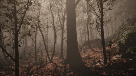 Dense fog cloaks tall trees in a serene forest. Soft light filters through branches, casting shadows on the forest floor, creating a tranquil and enchanting atmosphere.の写真素材