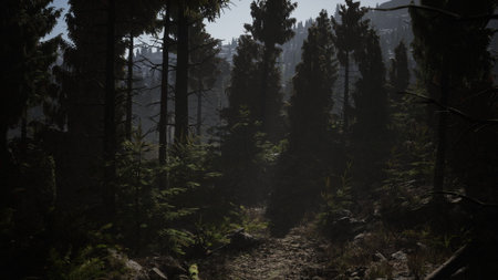 A peaceful forest scene shows a winding trail surrounded by tall trees. The gentle morning light filters through the foliage, creating a calm and inviting atmosphere in nature.の写真素材
