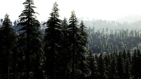 Pine trees reach for the sky in a serene forest setting as morning light filters through the mist. The landscape is calm, inviting nature lovers to explore its beauty.の写真素材