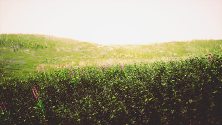 Gentle hills covered in lush green grass display a colorful array of wildflowers swaying softly. The sun shines warmly, creating a serene atmosphere filled with natural beauty.の写真素材